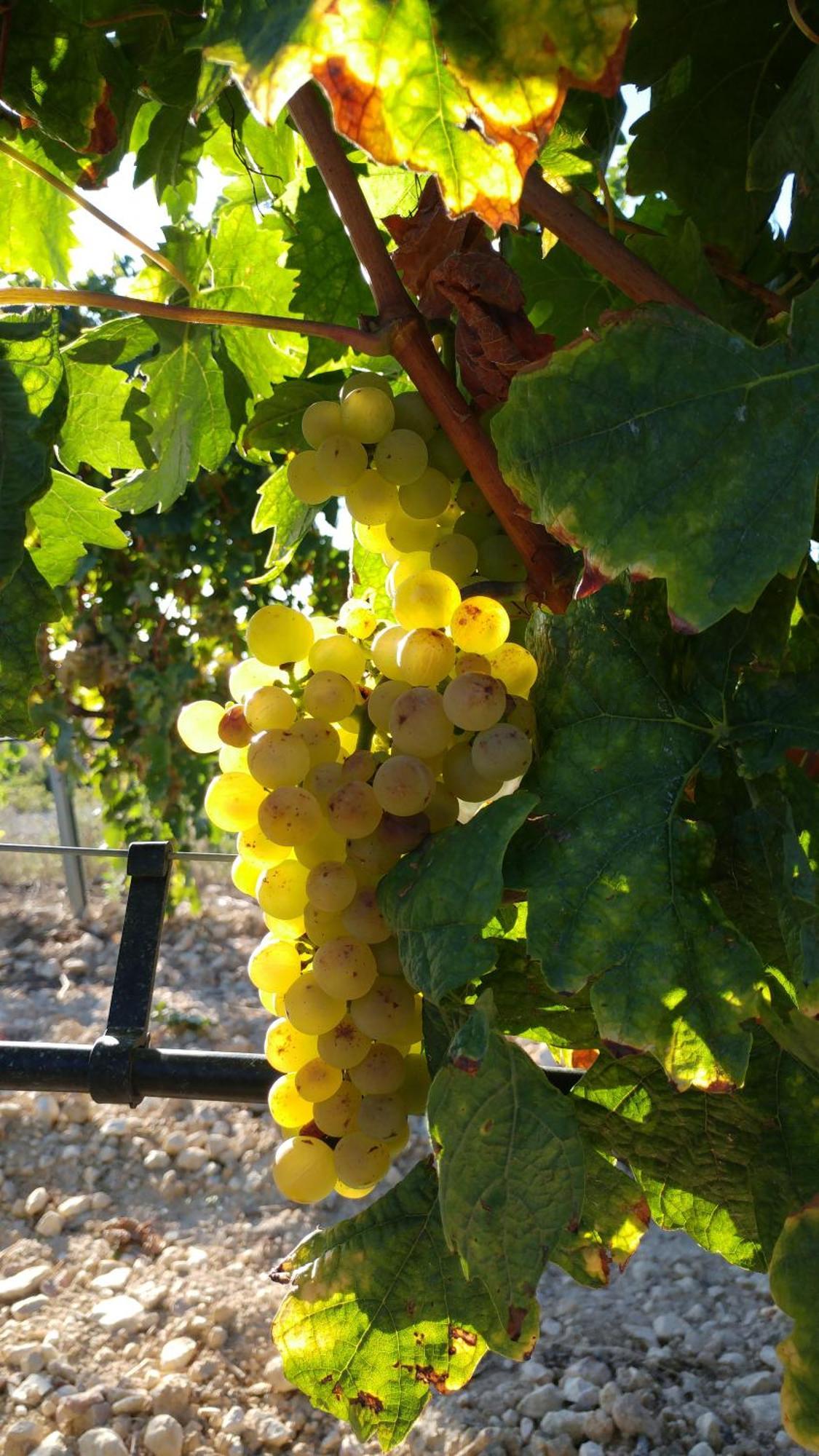 75 Avenida De La Rioja San Vicente de la Sonsierra